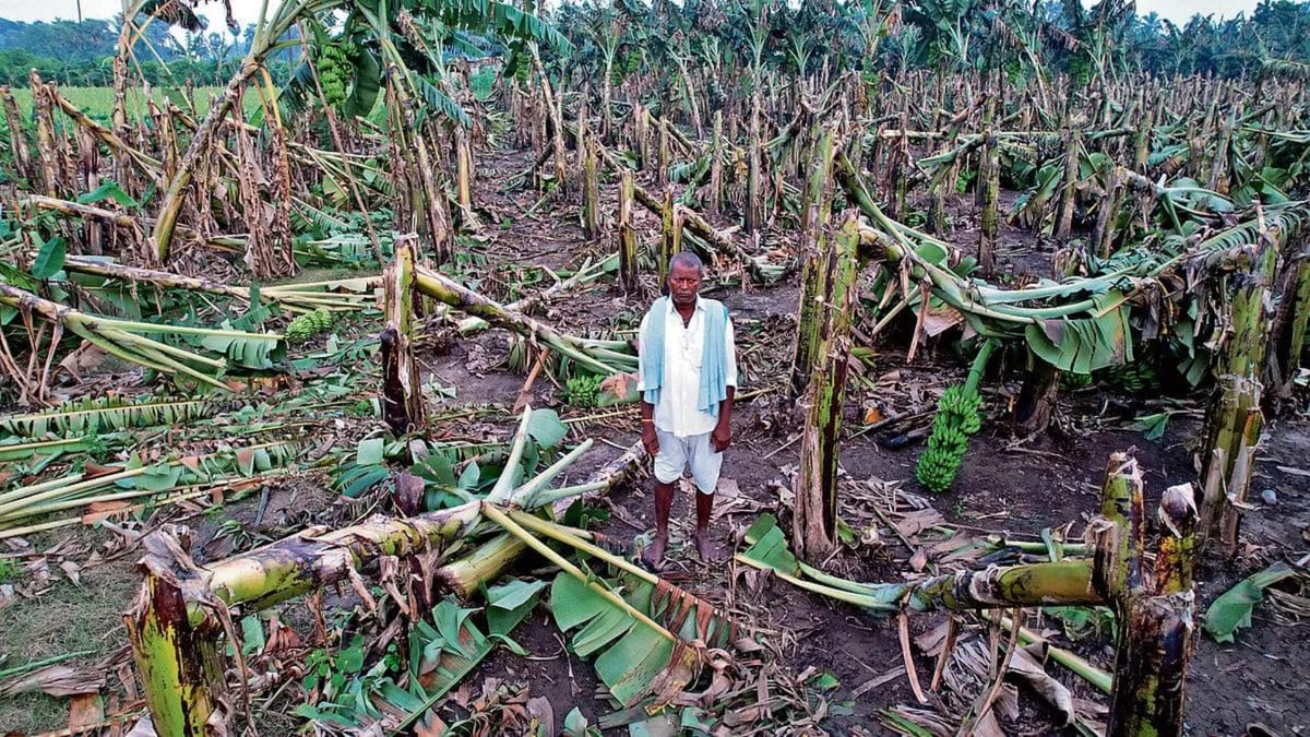 Cyclone Damage Leaves Banana Plantations Destroyed